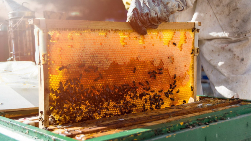 Ermiş Arıcılık’tan “bilinçli üretim” çağrısı