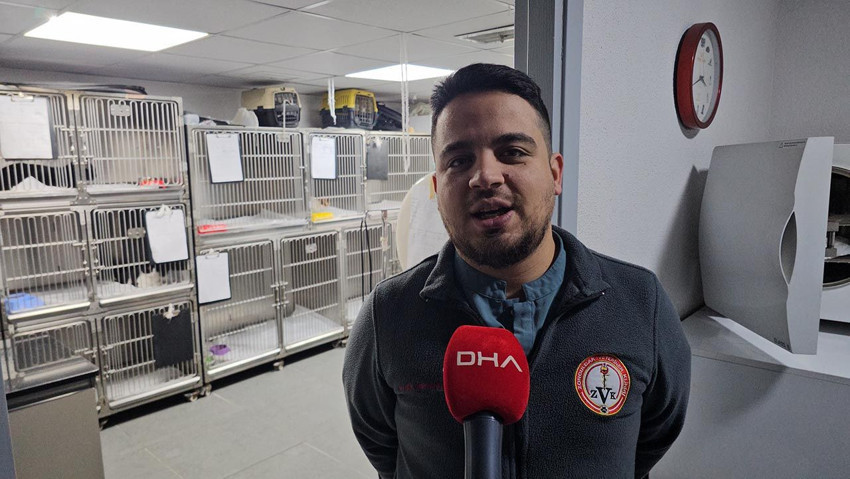 Sürekli kusan kedinin midesinden çıkan cisim şaşırttı! 4 yıl sonra fark edildi - Resim: 4