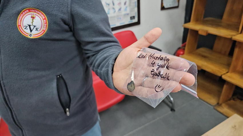 Sürekli kusan kedinin midesinden çıkan cisim şaşırttı! 4 yıl sonra fark edildi - Resim: 3