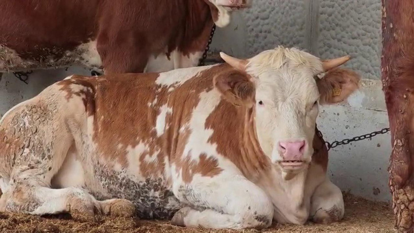 Bayram yaklaşırken kurban pazarlarında fiyatlar belli oldu - Resim: 4