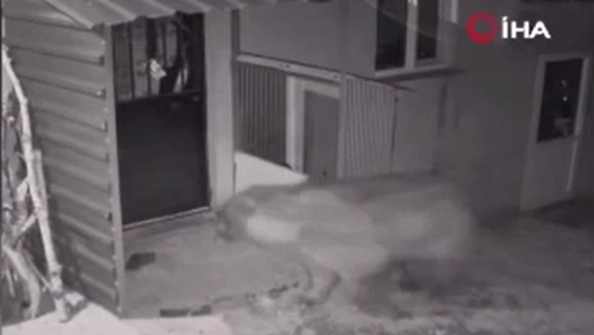 Yaban hayvanlarının dadandığı eve korkutan ziyaret: Dev ayı kapıya dayandı! - Resim: 3