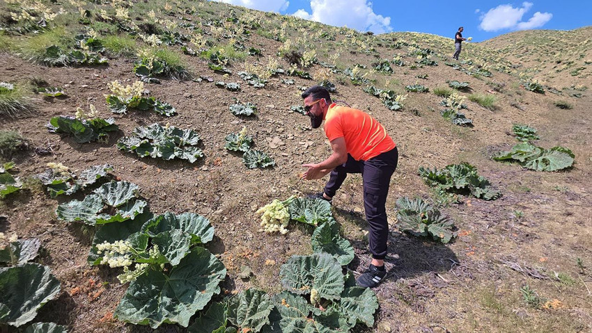 Dağlarda kendiliğinden yetişen eşsiz lezzet: Bedava toplayıp satıyorlar - Resim: 3