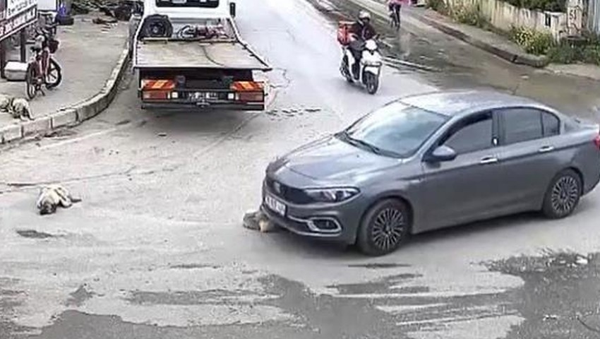 Vicdansız sürücü köpeği ezip arkasına bile bakmadı