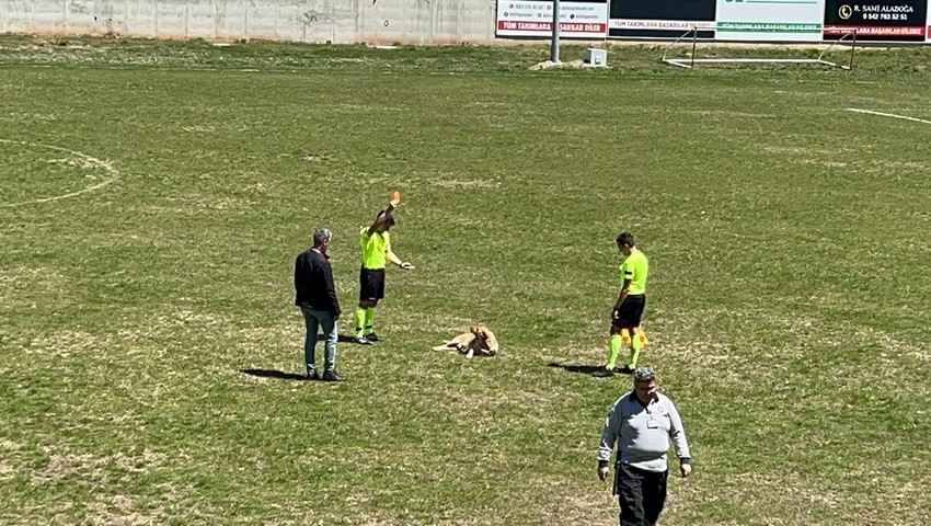Hakem maç sırasında sahaya giren köpeğe kırmızı kart gösterdi