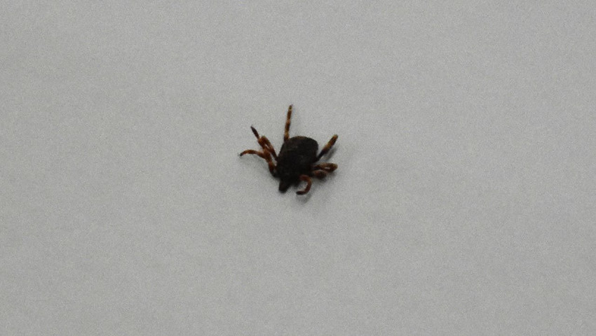 Ölümcül kabusta ilk vaka kayıtlara geçti, uzmanlardan hayati uyarılar geldi - Resim: 1