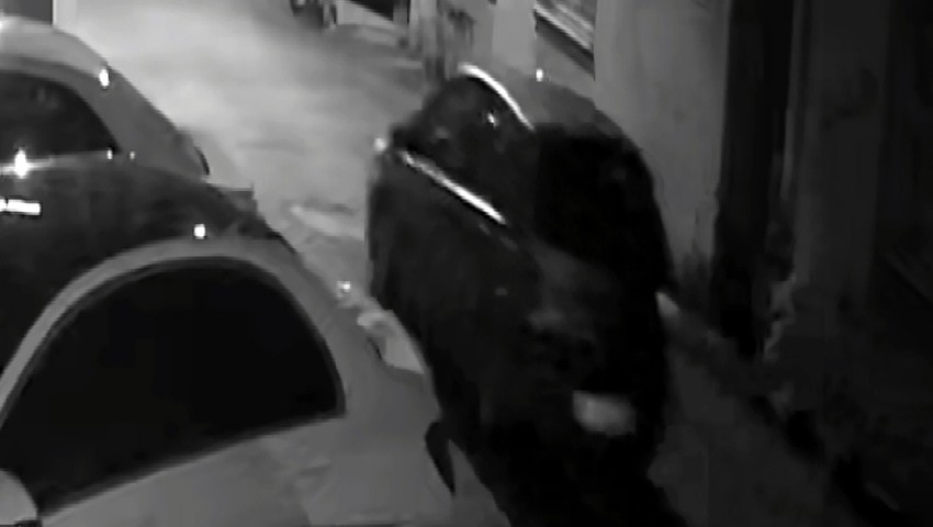 Hırsızlık suçu rekortmeni otomobil faresinden ''yuh'' dedirten savunma!