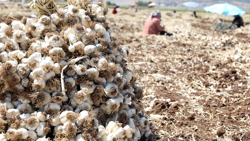 Türkiye'nin tarlada 70 TL, pazarda 200 TL' olan özel lezzeti için binlerce tarım işçisi tarlaya indi