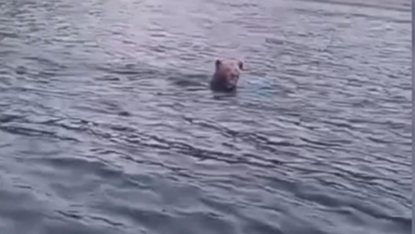 Balık avına gittiler, karşılarına ayı çıktı!