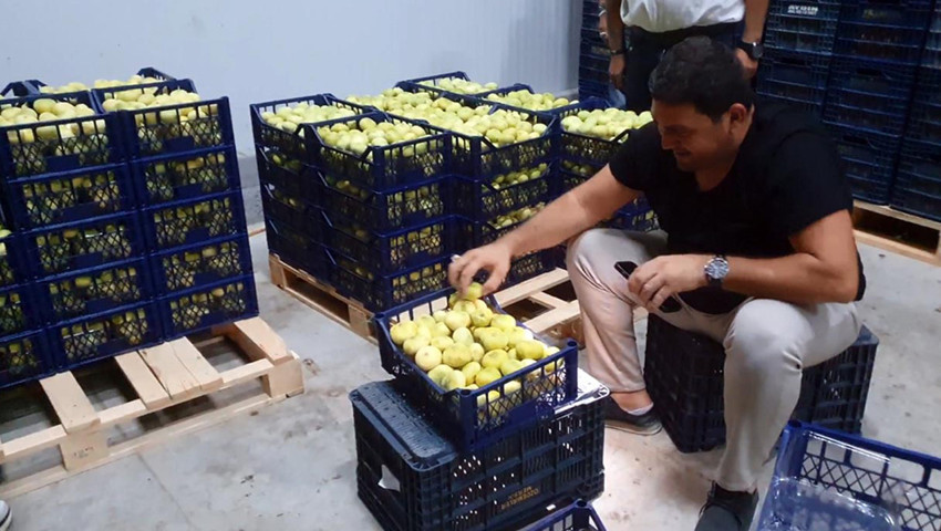 Mersin'in ''beyaz altını'' tanesi 20 TL'den yurt dışına satılıyor