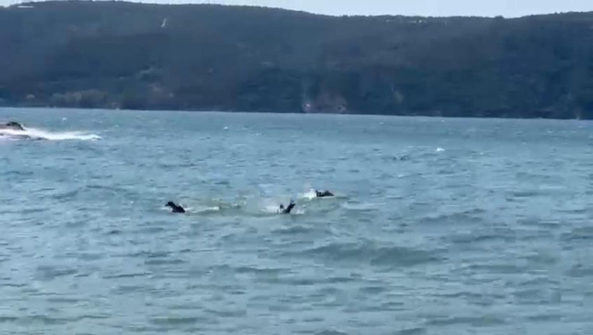 İstanbul Beykoz'da tekne alabora oldu: 1 ölü