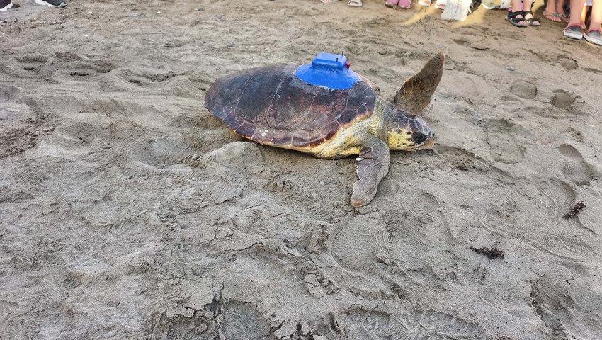 Türkiye'nin ilk yerli uydu takip cihazı caretta carettaya takıldı