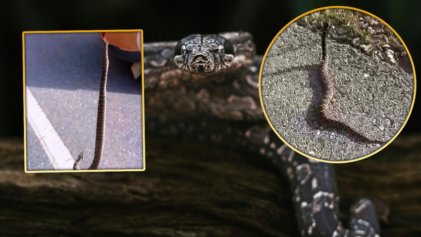 Türkiye'de en zehirli ölümcül yılan yeniden görüldü: Elleriyle yakalayıp doğaya saldı!