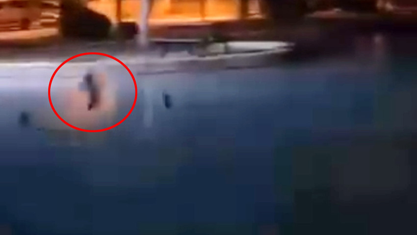 Vicdansızlar! Yakalayıp yakalayıp tekrar havuza attılar!