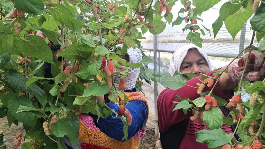 Yüzde 100 organik! Mersin'de yetişiyor; Dubai, Katar ve Irak'a ihraç ediliyor