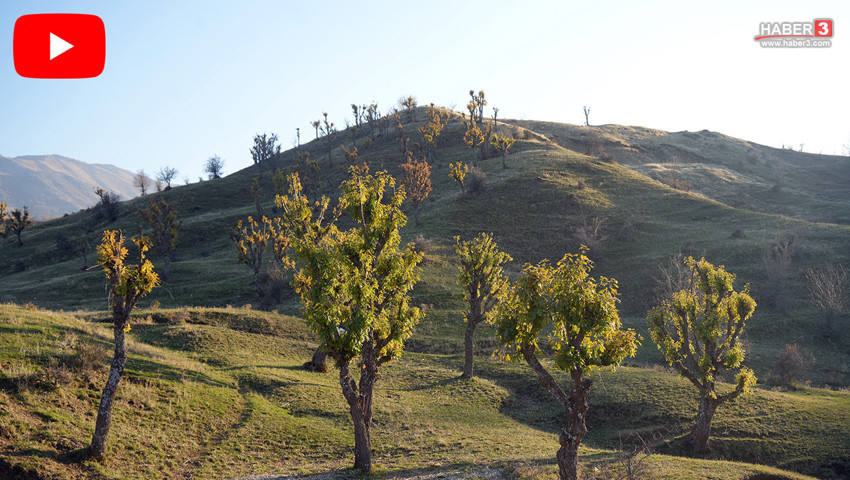 Aralık ayını Mart ayı sandılar... Tüm bahçeler yeşerdi, vatandaş neye uğradığını şaşırdı!