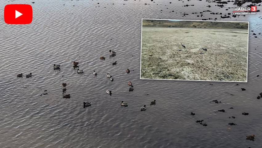 Geçen yıl çöle dönen gölde sevindiren manzara! Geri döndüler