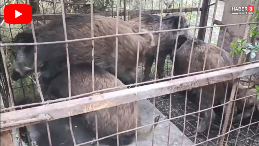 İstanbul'da kaçak domuz avcılarının vahşet tuzakları bulundu!