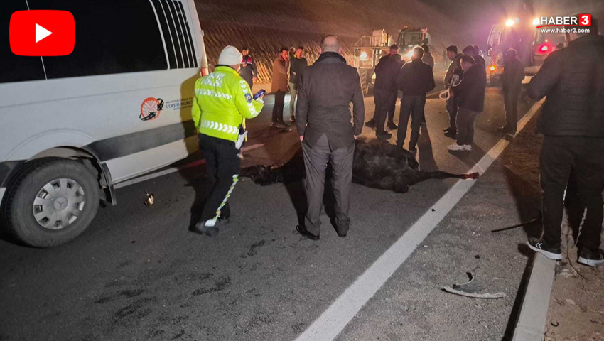 Milyonluk yarış tayları çiftlikten kaçtı; 8'i öldü, bazıları kayıp!