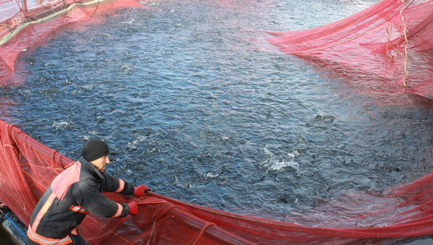 Bozkırın ortasında yetişiyor! Tonlarcası Rusya ve Japonya'ya gönderiliyor