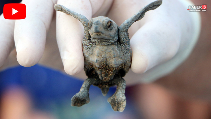 Antalya'dan yüreklerimizi ısıtan sımsıcak haber: Yarım milyona yakını denizle buluştu...