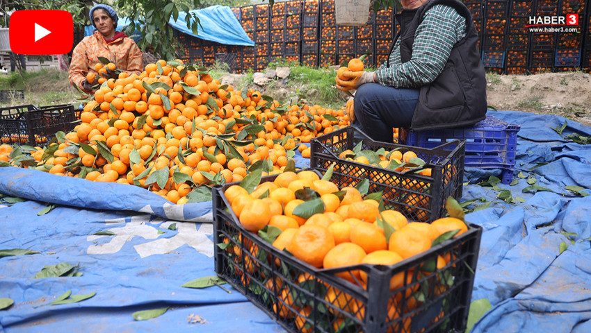 Tarlada 2 TL, markette ise tam 35 TL! 33 TL kimin cebine kalıyor ?