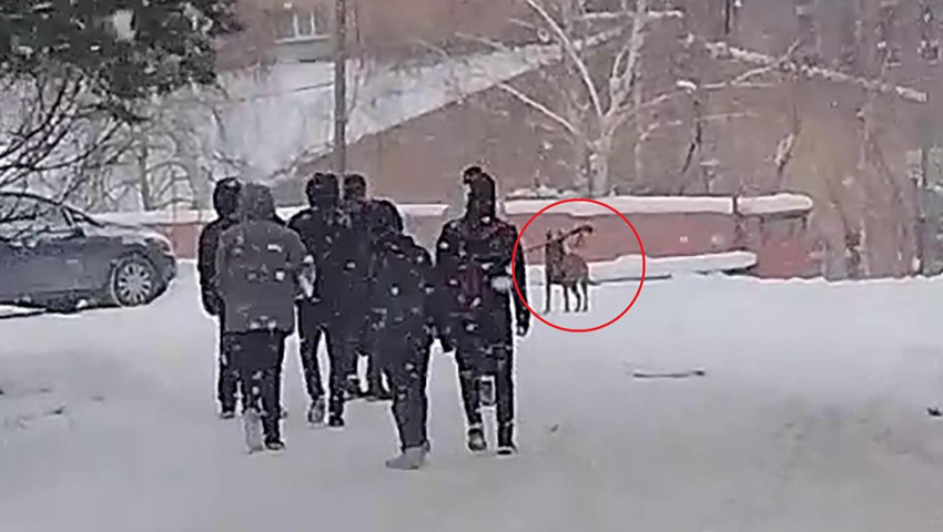 Okul bahçesinde kurt köpeği dehşeti: Yaralılar var!