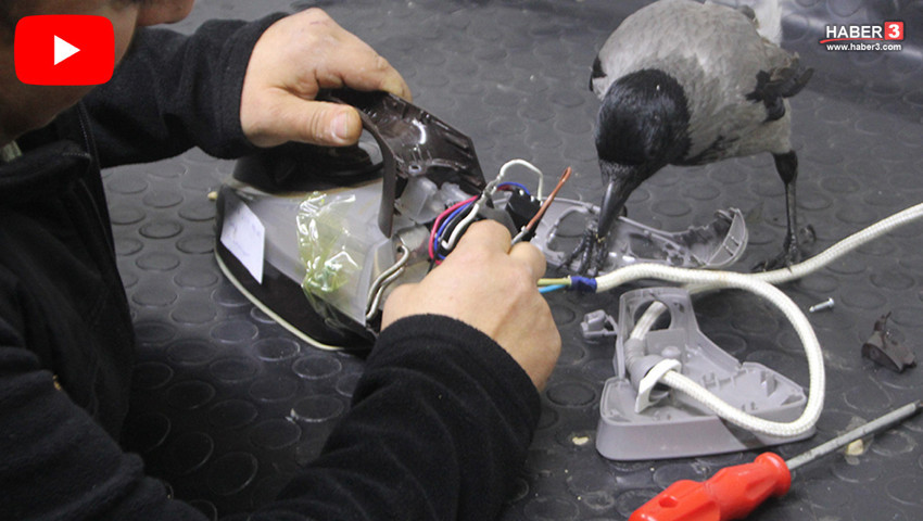Bir vatandaş yaralı halde bulmuştu... Türkiye'nin ilk ve tek tamirci çırağı kargası oldu...
