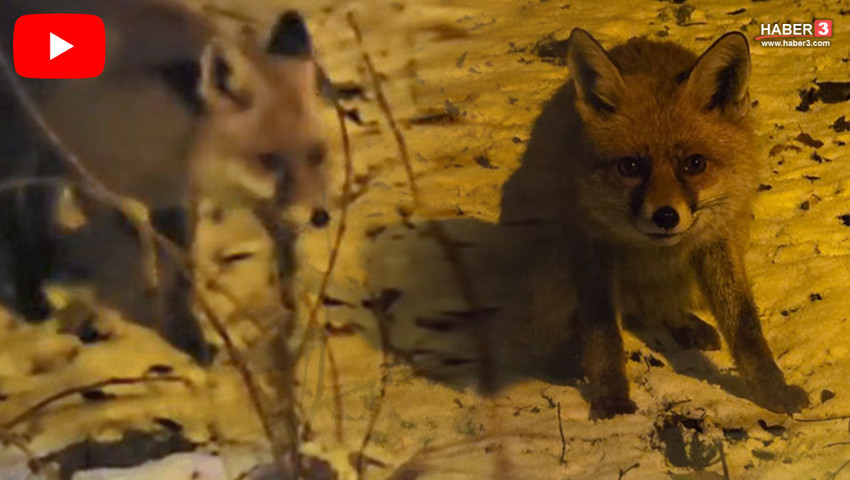 Diz boyu karda yemek arıyordu... Bu görüntüler Kartepe'den geldi