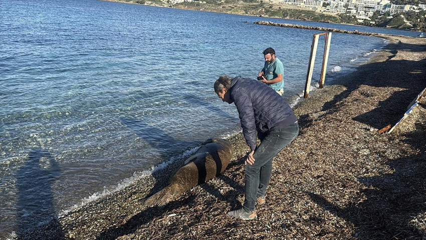 Dünyada sadece 900 tane var: Bodrum'da kıyıya çıkıp güneşlenirken görüntülendi