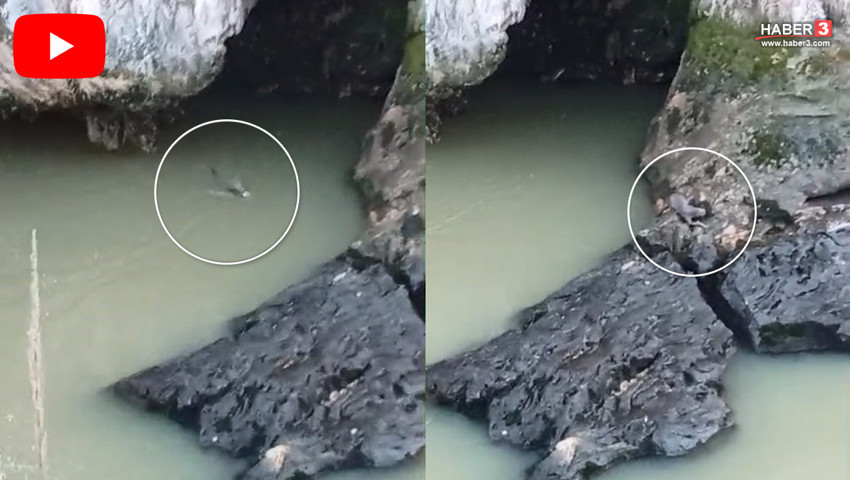 Türkiye'nin en sevimli vahşi canlısı avlanırken görüntülendi