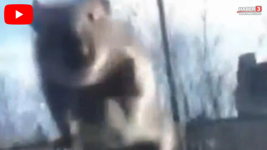 İstanbul trafiğinde ilginç anlar: Yolda ön cama atladı, çevirmeye kadar ön camda kaldı!