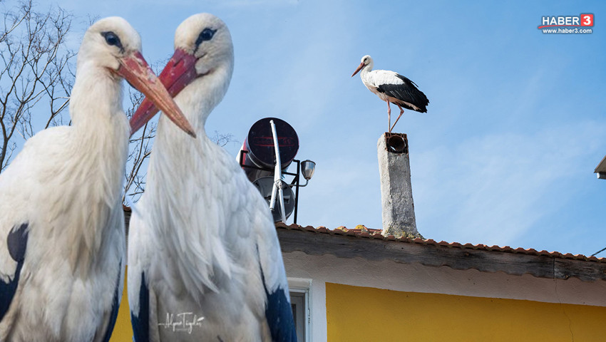 Türkiye onları bekliyordu... Eşi Nazlı geldi, gözler şimdi Yaren leylekte...