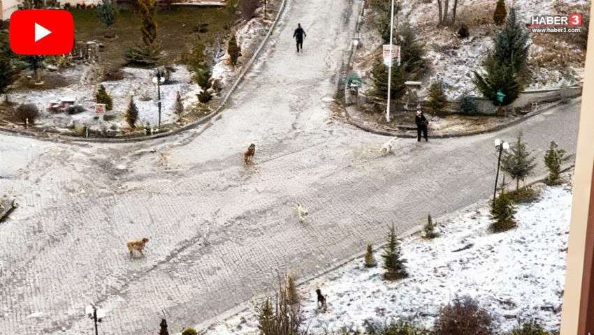 Sokak köpekleri site sakinlerine kabusu yaşattı; önlerine gelen herkese, herşeye saldırdılar!