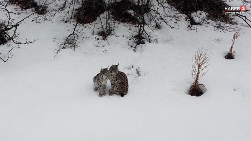 Doğada nadir anlar: ''Ormanın Hayaleti'' bu kez ailece görüntülendi!