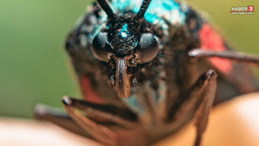 Türkiye'nin sır cinayetini de onlar çözmüş: Adli suçlara karşı böcekler devrede!