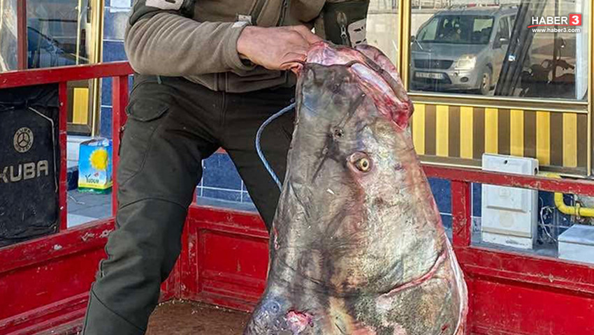 Fırat Nehri'nde bir dev yakalandı: Tam 100 kilo ağırlığında!