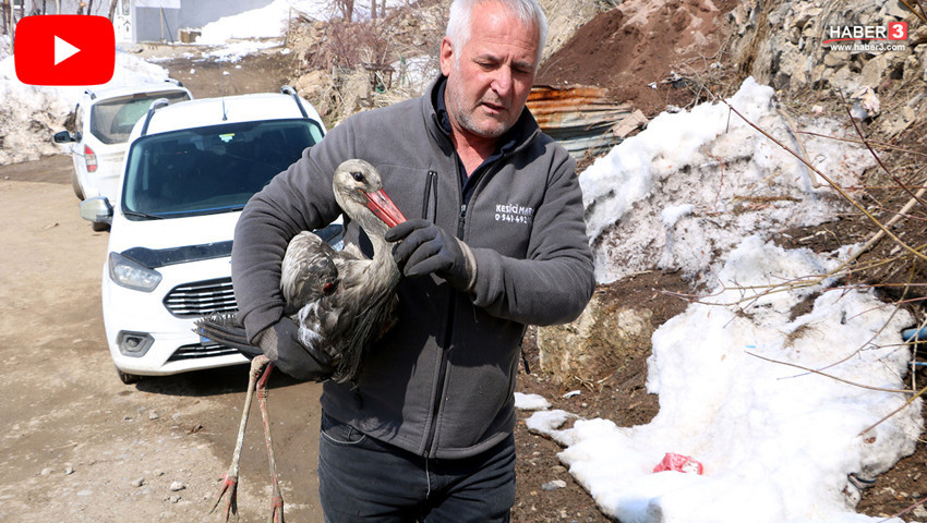 Donmak üzereyken bulmuştu, 2,5 ay boyunca elleriyle besleyip doğaya saldı