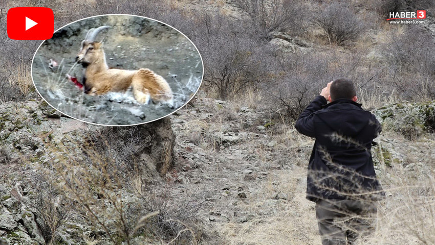 Vurup yaralı halde bırakmışlar... Türkiye'nin en eşsiz canlılarından biri bu halde görüntülendi