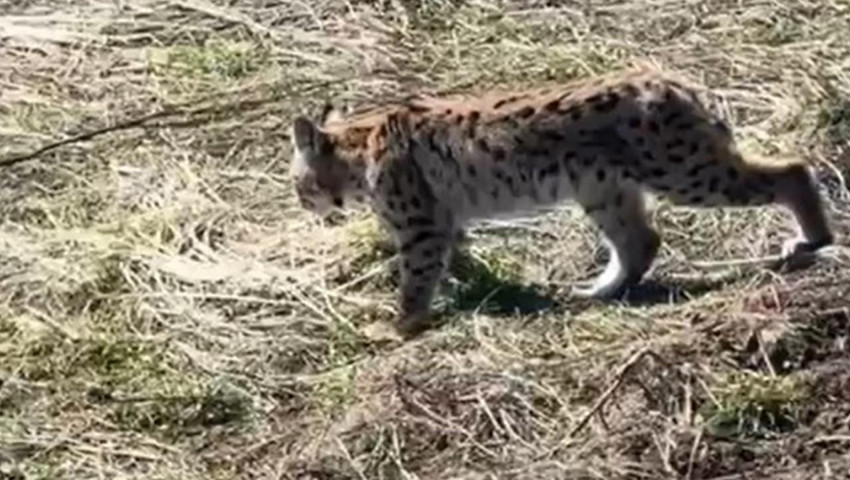 Yaban hayatında nadir anlar: Ormanın hayaleti çığlık atarken görüntülendi