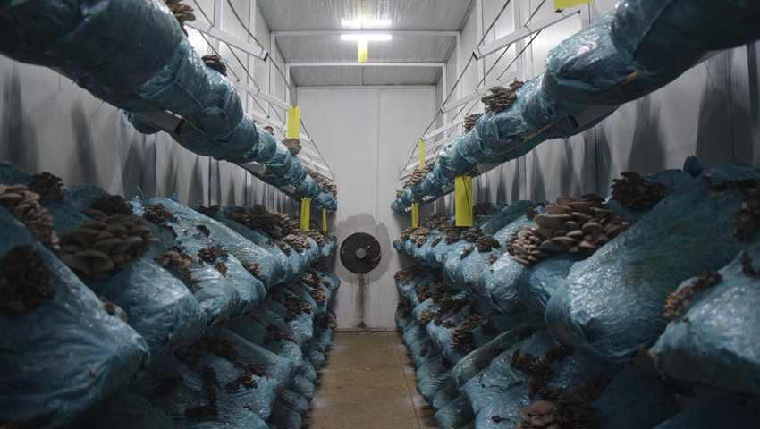 Genç avukatın hobisi mesleği oldu: Günde 1 tona yakın hasat yapıyor