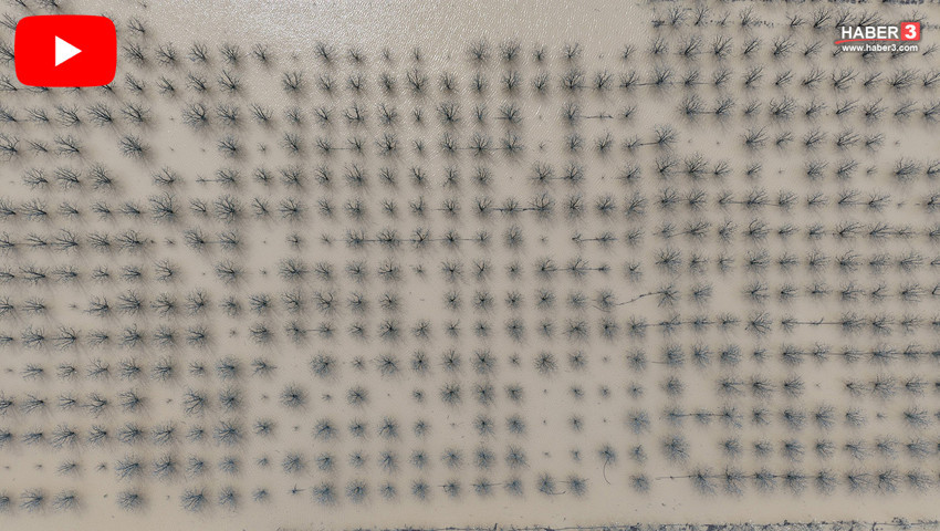 Yazın en lezzetlilerini unutun... Yüzlerce dönüm meyve bahçesi sular altında kaldı!