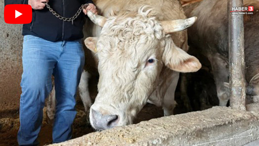 Kurban pazarındaki 1,1 tonluk devi gören gözlerine inanamadı