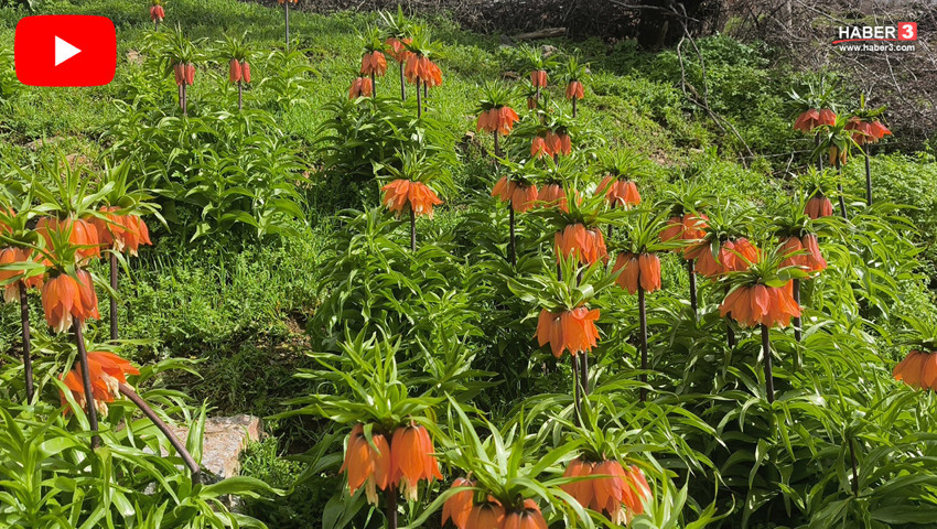 Türkiye'nin ''ağlayan gelinleri'' ortaya çıktı! Bu güzellikleri koparmanın cezası 700 bin TL!