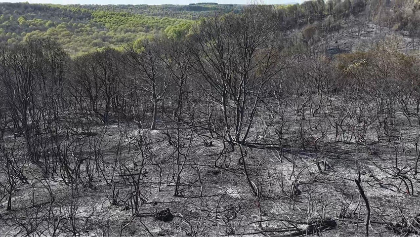 İstanbul'da orman yangını: Ciğerlerimiz alev alev yandı!