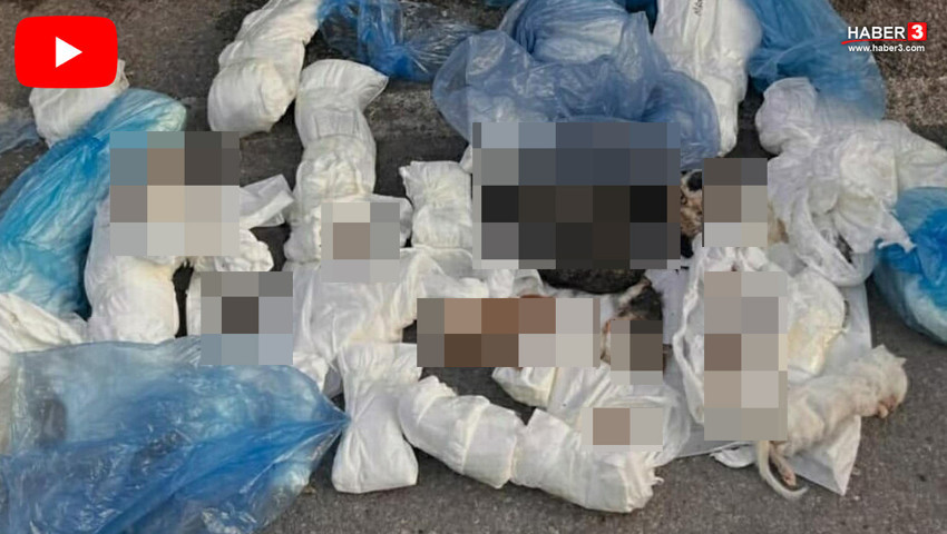 İzmir'de 33 kediyi öldürdüğü iddia edilen ve serbest bırakılan veteriner yeniden tutuklandı