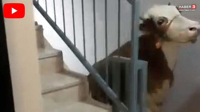 Çatıda Kurban! Kurbanlık olarak aldığı boğayı apartmanın 6'ncı katına çıkardı!