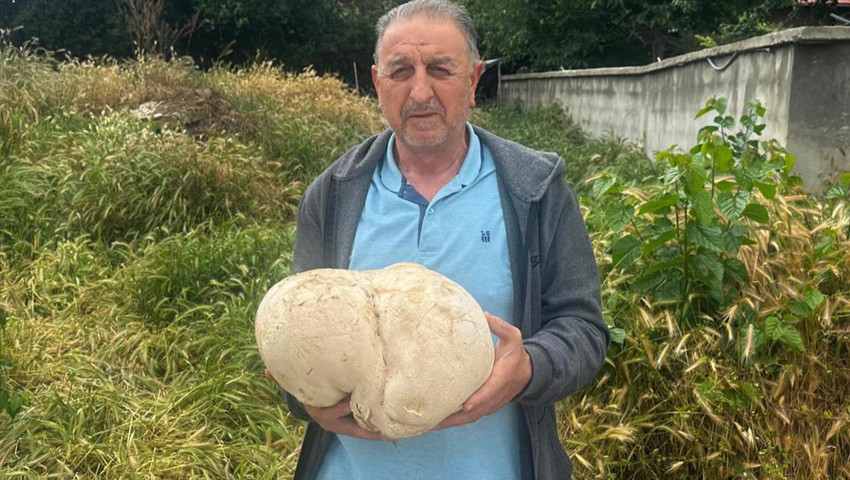 Bahçesinde buldu, gözlerine inanamadı! 3.5 kiloluk bir dev