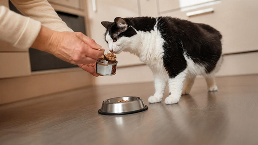 Kedi Yaş Maması Nasıl Seçilir? Konserve Mama Seçiminde Nelere Dikkat Edilmelidir?
