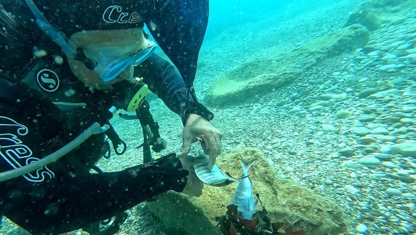Antalya'da dalış yapan profesörler 2 balığın hayatını kurtardı - Resim: 3