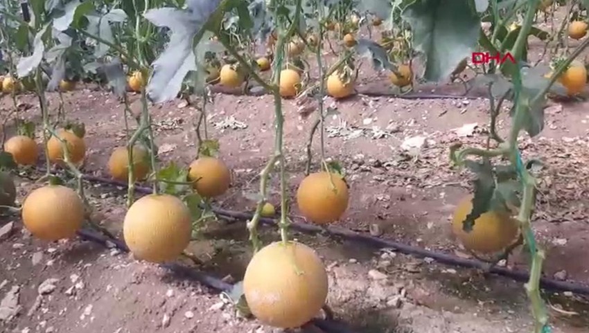 ''Kışın olmaz'' denilen meyveyi yetiştirip, kilosunu 200 liradan satıyor - Resim: 4